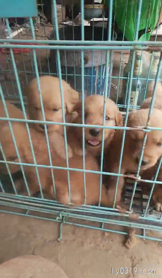 出售楓葉紅金毛幼犬